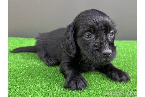 成約済の兵庫県のカニンヘンダックスフンド(ロングヘアード)-329443の4枚目
